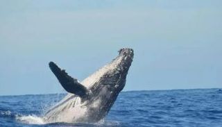 تسونامي يقذف أربعة حيتان إلى شواطئ اليابان