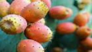 الحشرة القرمزية تهدد كنز تونس الأخضر... التين الشوكي في مهب الخطر