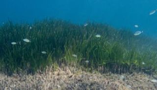 مروج الأحشاب البحرية جندي مجهول في معركة المناخ 