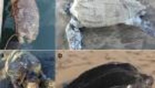 موجة جنوح غريبة للكائنات البحرية الضخمة تغزو شواطئ المغرب (خاص)