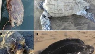 ذروة جنوح الكائنات البحرية تحدث خلال أشهر الصيف (يونيو-أغسطس)