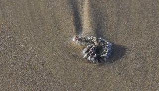 "ديدان النار" السامة 