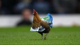 دجاجة في الملعب