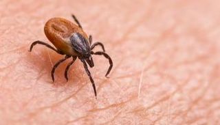 مرض لايم ينتقل عن طريق القراد