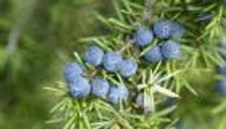 باحثة تكشف لـ«العين الإخبارية» تفاصيل اكتشاف أقدم النباتات المحفوظة في مصر