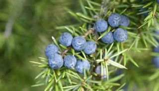 نبات العرعر