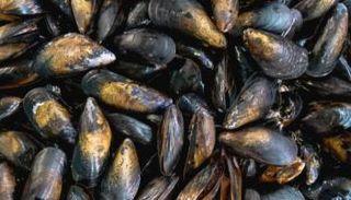 بلح البحر (مصدر الصورة: كانفا)
