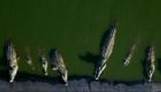 إسرائيل تقتل 200 من &laquo;تماسيح النيل&raquo;.. وانتقادات: &laquo;مجزرة&raquo;