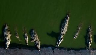 تماسيح - أرشيفية