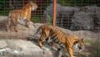 حديقة حيوان دنماركية تطلب تبرعات من الحيوانات الأليفة لإطعام المفترسات