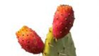 الحشرة القرمزية تهدد كنز تونس الأخضر... التين الشوكي في مهب الخطر