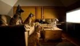 دراسة.. الكلاب تحب مشاهدة التلفزيون للإحساس بالاسترخاء