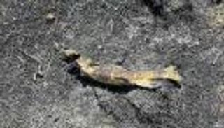 سمكة من السماء تشعل حريقًا في كندا وتحدث ضجة عالمية