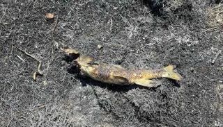 السمكة المشار إليها