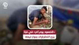 «للصمود يوم آخر» في غزة.. يزرع الخضراوات بجوار خيمته