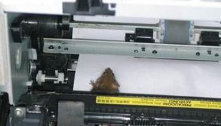 حقيقة توقف الجوازات في أربيل بسبب «فأر»