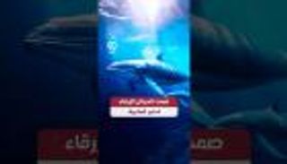 صمت الحيتان الزرقاء.. تحذير للبشرية