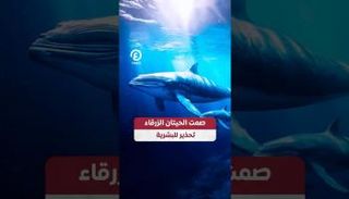 صمت الحيتان الزرقاء