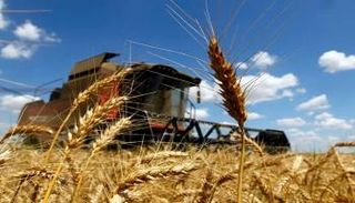 محصول القمح - أرشيفية