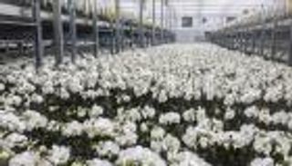 رسوم ترامب.. أزهار الأوركيد التايوانية تحصد التداعيات