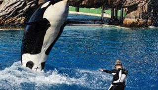 حقيقة قصة الحوت القاتل وجيسيكا رادكليف