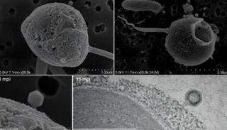 الفيروس "PelV-1" الأطول من نوعه المعروف حتى الآن