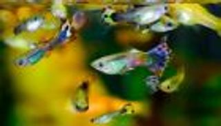 مفاجأة في قلب كييف.. أسماك زينة تزدهر في مجاري الصرف الصحي