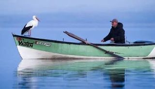 طائر اللقلق يارين