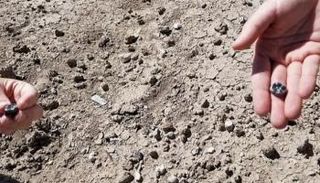 أسنان عمرها 2.8 مليون سنة 