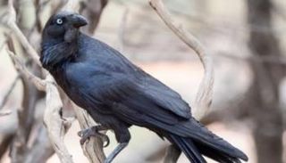 الغراب الأسترالي