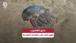 &laquo;غزو القناديل&raquo;.. ظهور كثيف على شواطئ المتوسط