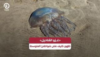 القناديل تغزو البحر المتوسط بكثافة