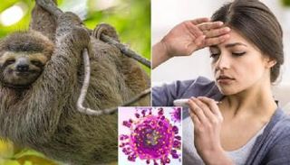 فيروس "حمى الكسل" يوجد طبيعيا في الكسلان والحيوانات الرئيسة والطيور