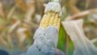 وباء زراعي يظهر لأول مرة في ليبيا.. غزو يهدد الأمن الغذائي