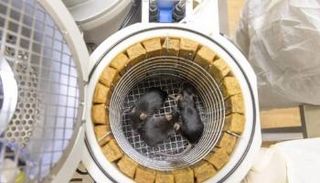 منظر داخلي لوحدة احتجاز القوارض