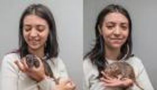 فنانات بذيول: مراهقة تجني 3000 دولار من لوحات رسمتها جرذانها الأليفة