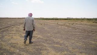 أزمة جفاف تضرب الزراعة السورية - أرشيفية