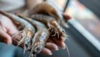 تحسبا للخطر.. سحب «الروبيان المشع» من 13 ولاية أمريكية بسبب التلوث