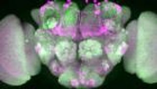 سر بقاء الذبابة.. كيف تهرب وهي نائمة؟