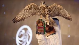 تواصل مزادات الصقور استعدادا لانطلاق معرض أبوظبي الدولي للصيد والفروسية