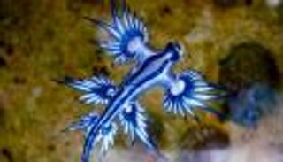 مخاوف من وصول «التنين الأزرق» للسواحل المغربية.. ما هي خطورته؟