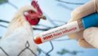 سلالة قاتلة من إنفلونزا الطيور تهدد أستراليا ونيوزيلندا وجزر المحيط الهادئ