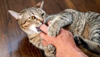 خبير يؤكد أن السلوك العدواني للقطط المنزلية حالة نادرة ولها أسبابها الخاصة