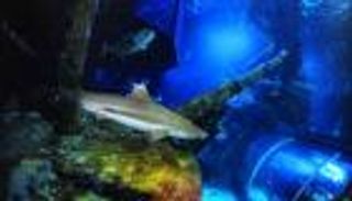 حتى أسنان القرش لا تقاوم تغير المناخ.. تحمض المحيطات يجعلها أكثر هشاشة