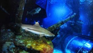 قرش الشعاب المرجانية في مركز الحياة البحرية بأوبرهاوزن بألمانيا