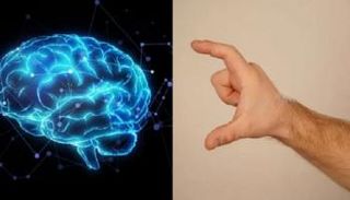إبهام أطول يساوي دماغ أكبر