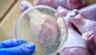 فيروس وفضة.. فريق بحثي يطور حلا مبتكرا للبكتيريا الخطيرة (خاص)