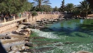 حديقة التماسيح بجزيرة جربة