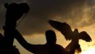 صقور نادرة تُحلّق في معرض أبوظبي الدولي للصيد والفروسية 2025