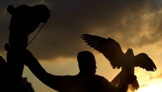 الصقور- أرشيفية